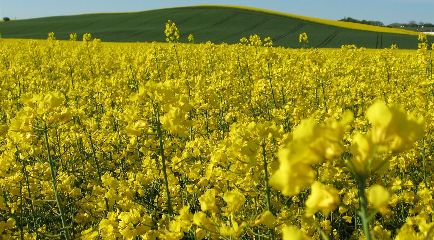 Raps er en biomasse der kan anvendes i fermentering og raffinering for skabe biosolutions produkter af hj vrdi og som er et mere bredygtigt alternativ